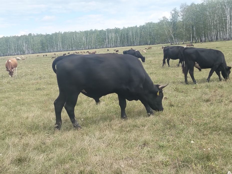 Продам 5 бычков на доращивания