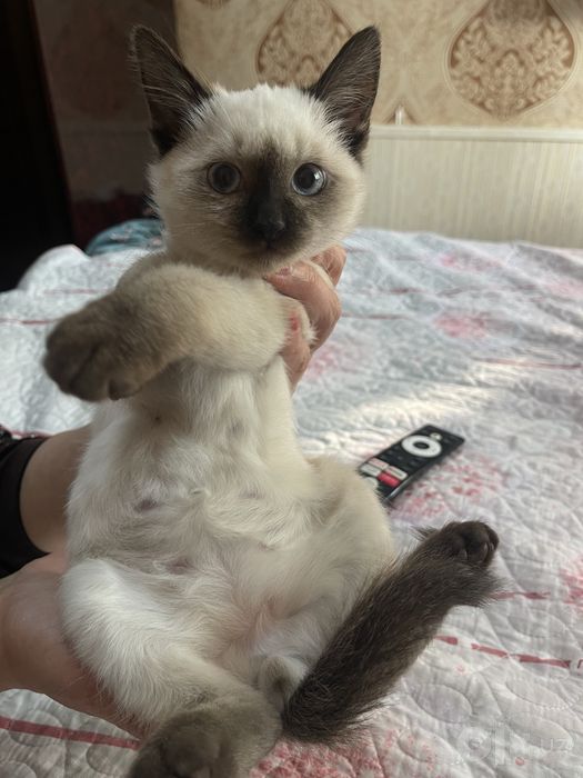 Продается котёнок