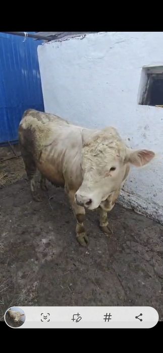 Продам быков живьём и мясом