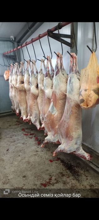 Семіз қой тоқты сатылады