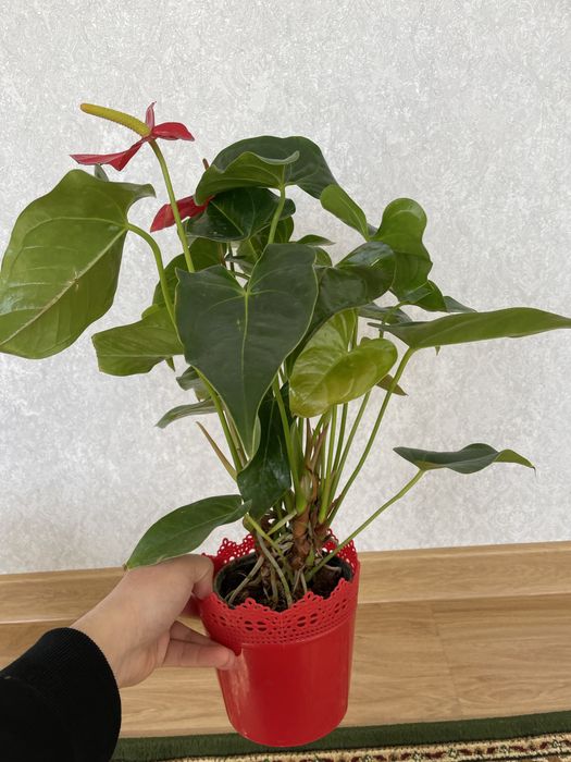 Антуриум мужское счастье