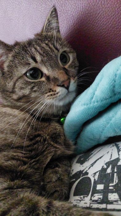 Отдам кота в хорошие руки