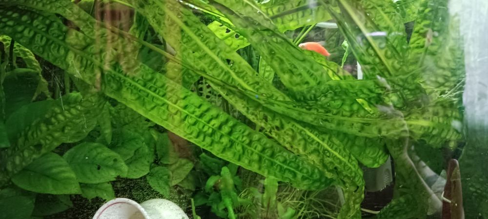 Аквариумные растения