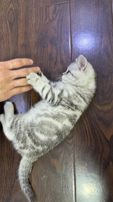 Продаётся котёнок