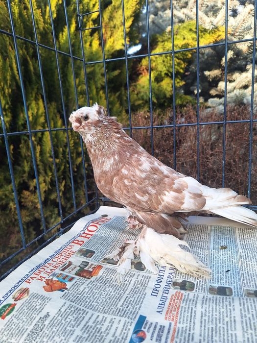 Продам самца чина