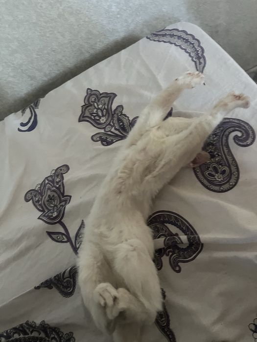 Котенок белая милая
