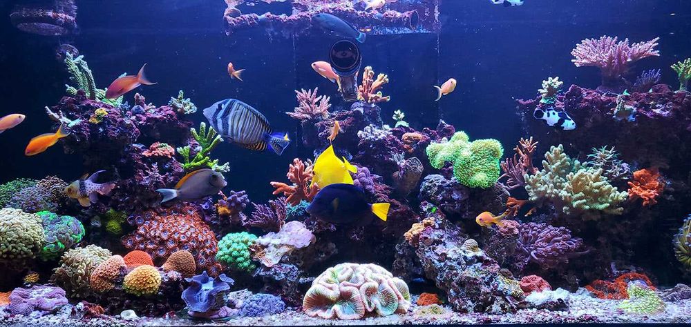 РЕМОНТ морских аквариумов AQUASTORE