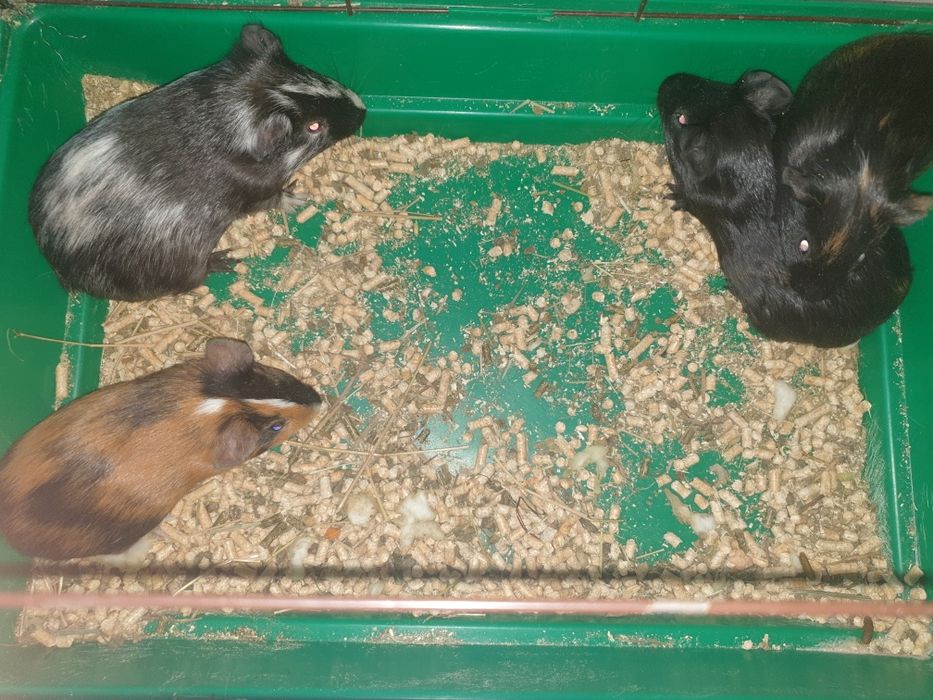 Морские свинки очень милые и ручные!