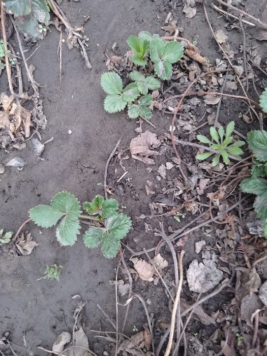 Продам клубнику сорт Азия