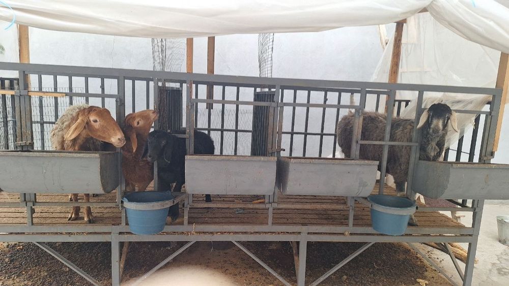 Qo'y qafasi sotiladi