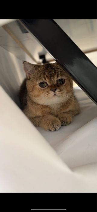 Продается кошечка по имени Мия