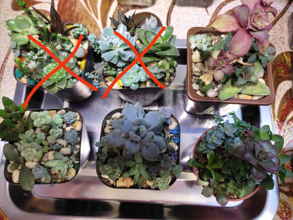 Мини садики из суккулентов