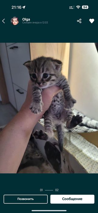 Продам британских котят
