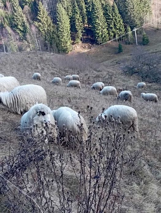 Vand oi la 750 de lei bucata