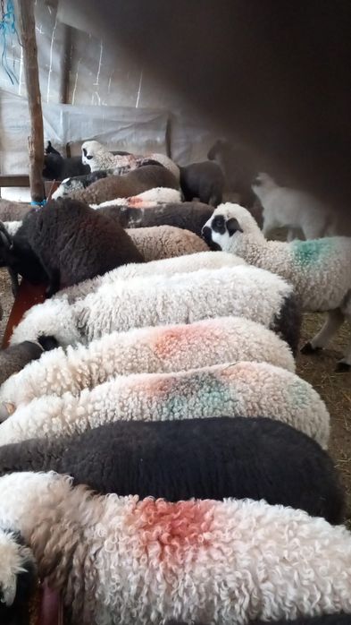 Miei de vanzare la 43 lei kg