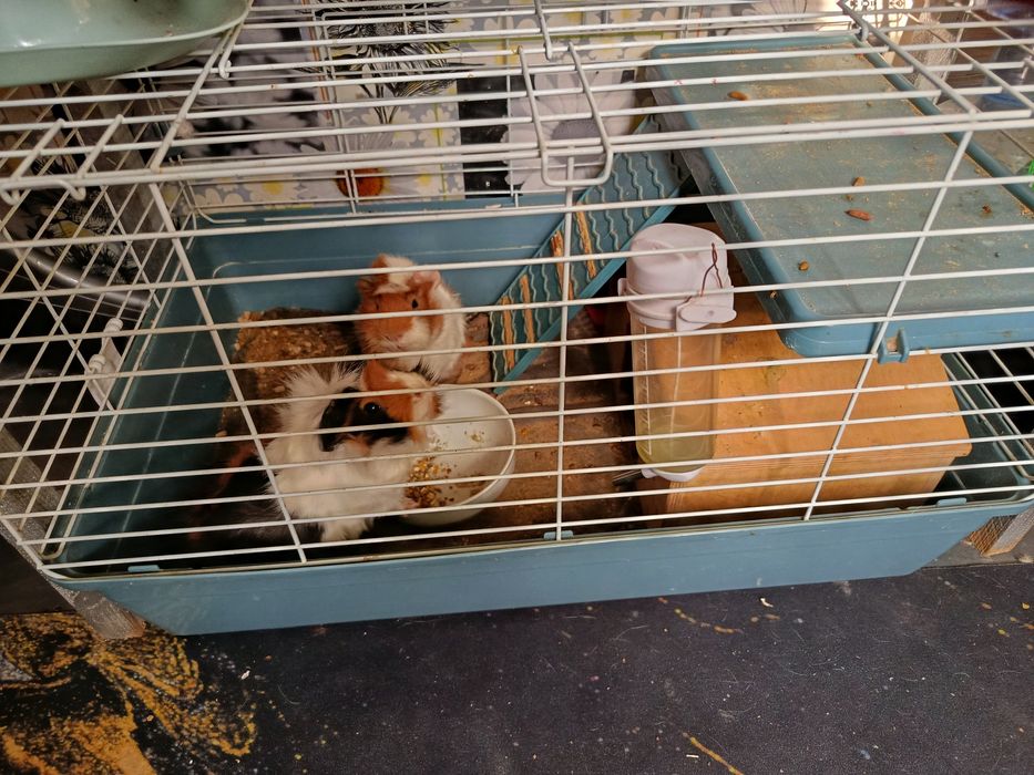 Продаются морские свинки с большой клеткой,домиком