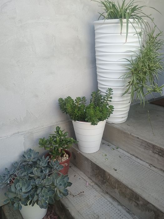 Plante ornamentale curgătoare in ghivece plastic de 80 cm înălțime
