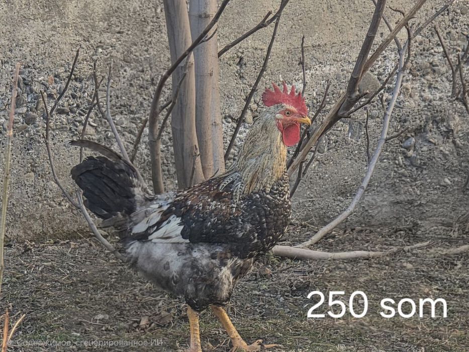 Uy xorozlari sotiladi va  Zotor xorozlar