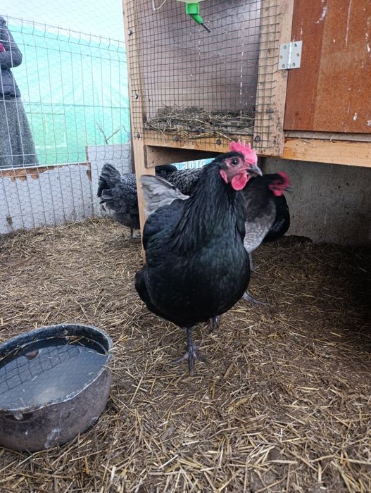 Ouă de incubat Australorp
