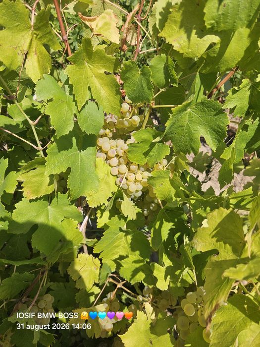 Vând struguri de vin