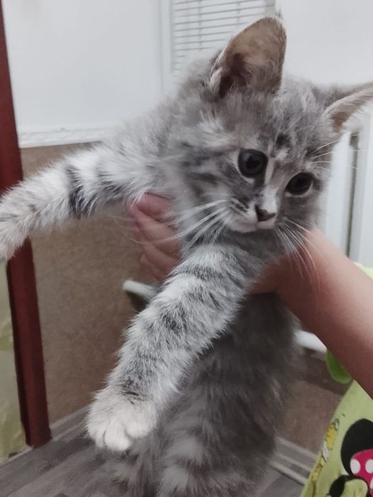 Продается кошкиии