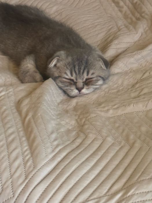 Продается котенок