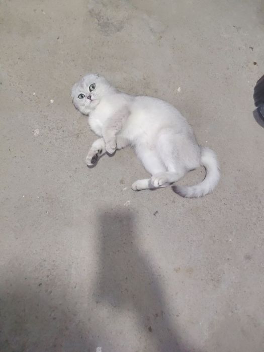 Кошка продаётся.
