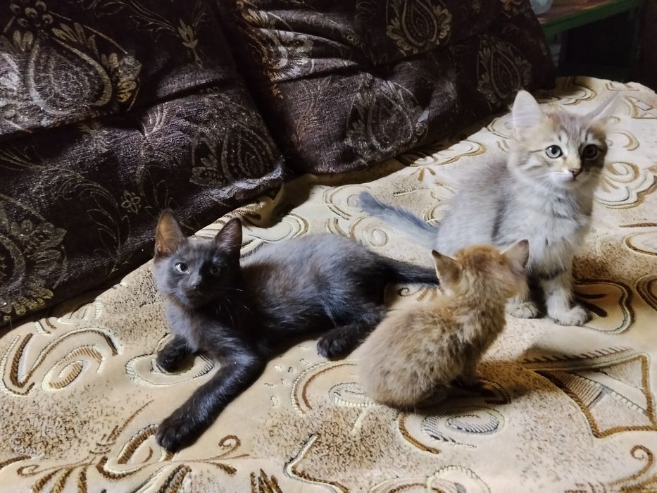 Отдам котят, котята, кошка