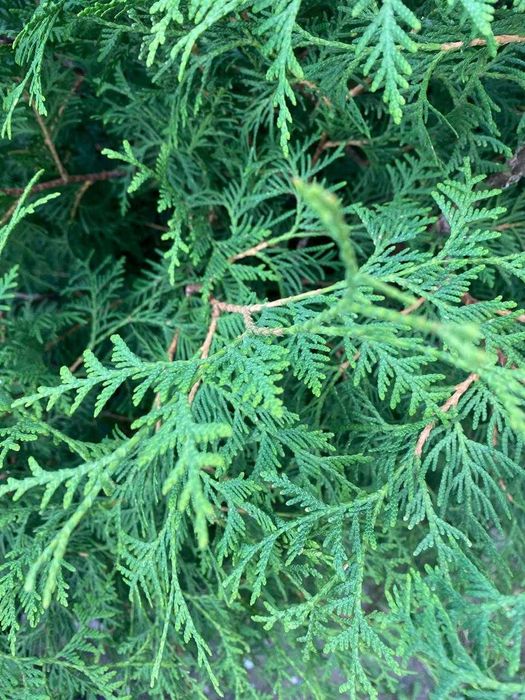 Продам Саженец Туи