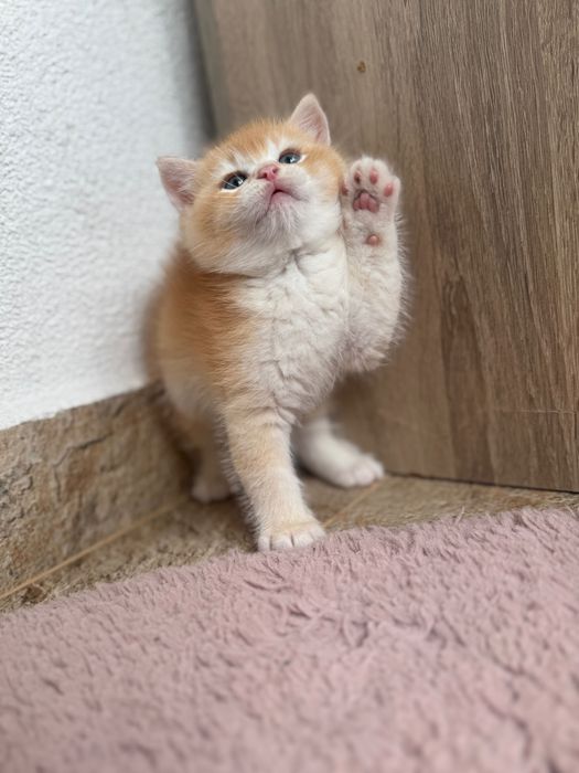 Британски котенца