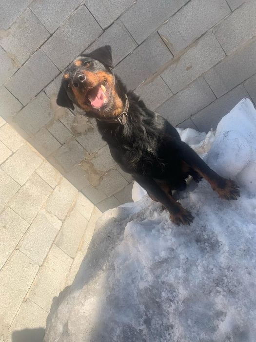 Вязка Ягдтерьера