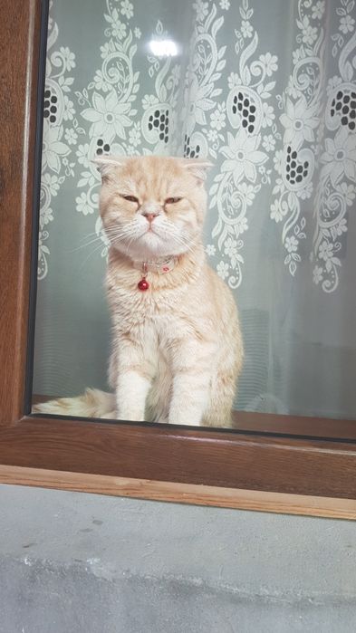 скотиш фолд 8 ойли угил бола ,соглом вязкага