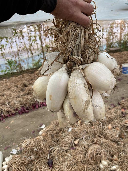 Vand ceapa de apa de Buzau