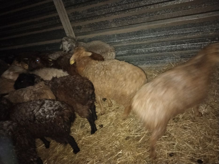 Қошқар қой Тохты сатылады оптом