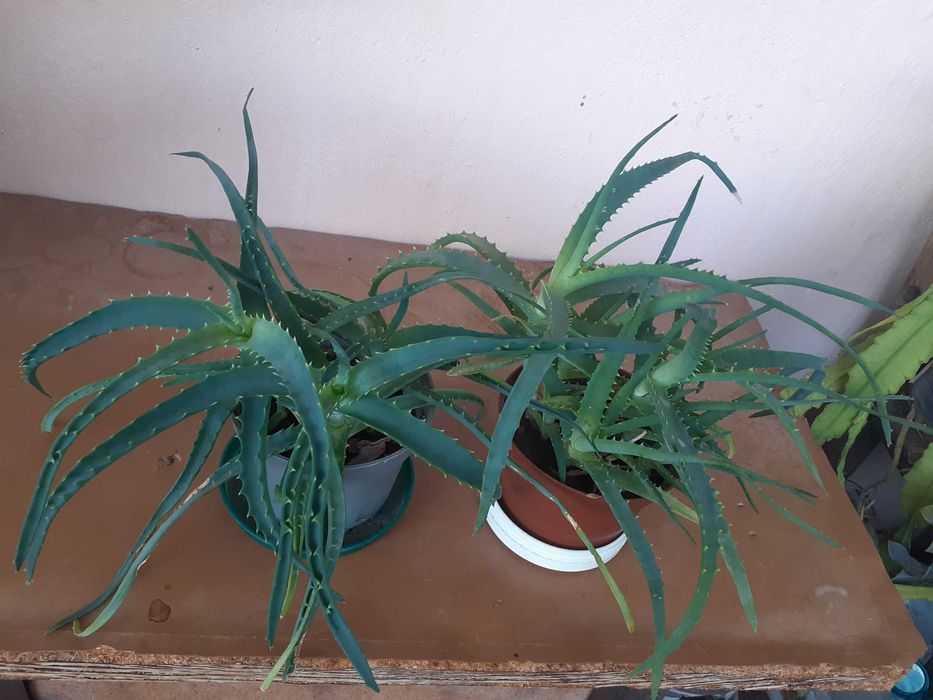 Алое Вера лечебно на стръкове