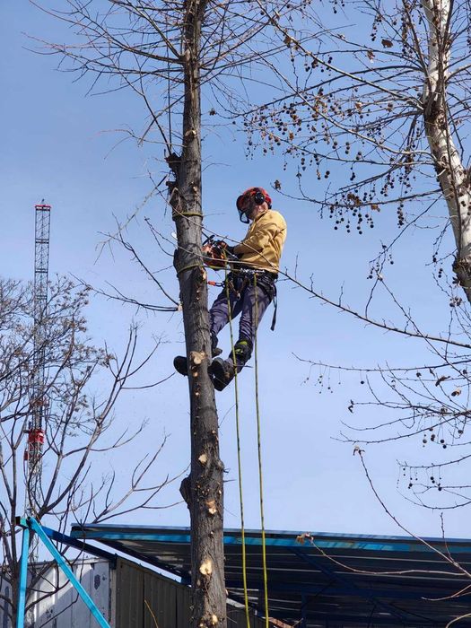Рязане на опасни дървета