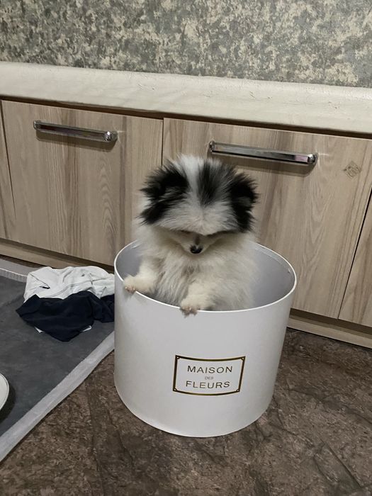 Продаётся собака