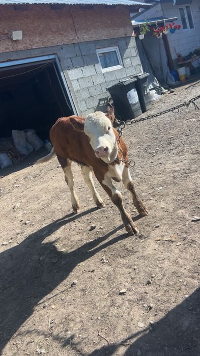Vând vițel.        .
