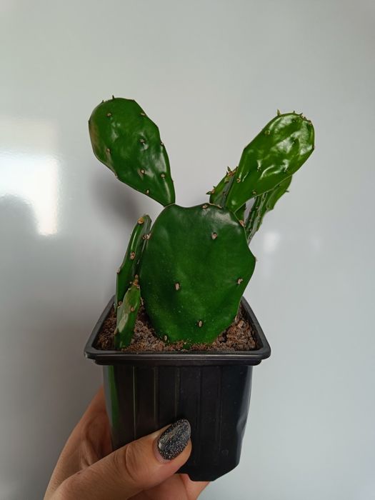 Продам алоэ,толстянку,опунцию,молочай