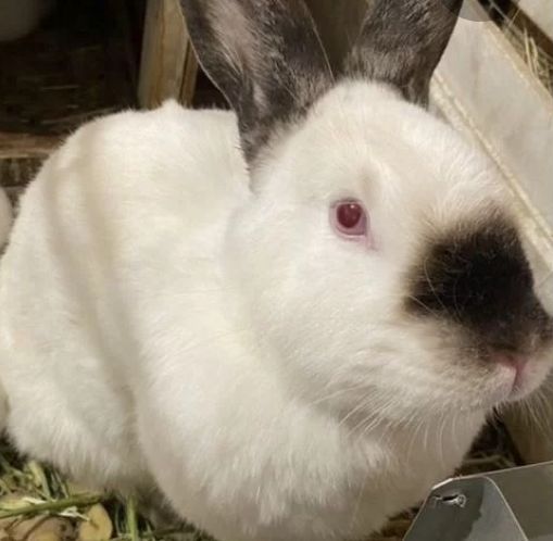 Кролы, кролиха. Бишкуль