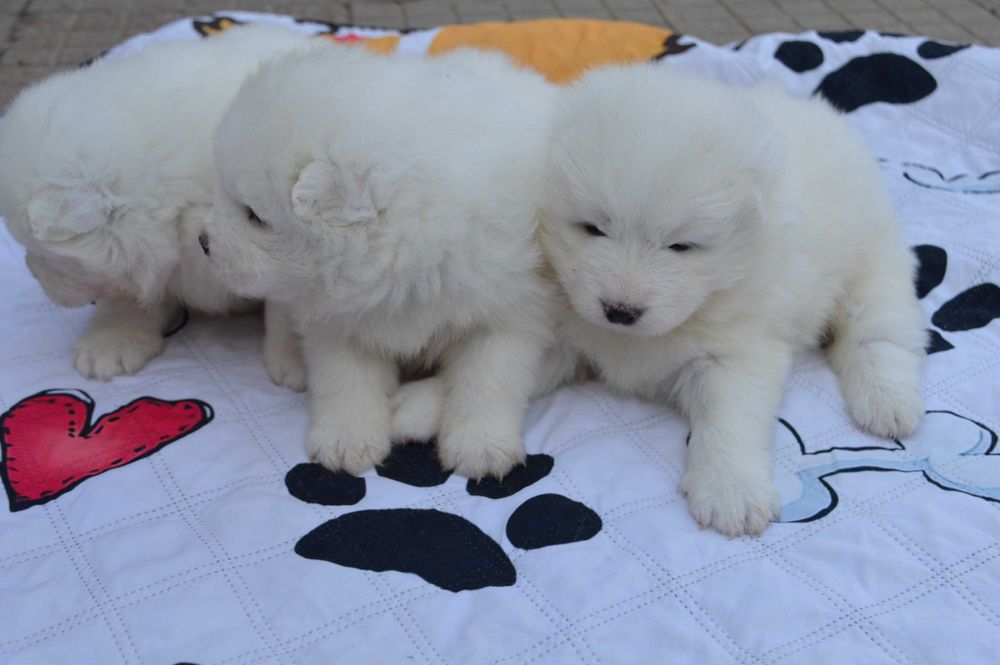 самоед бебета чистокръвни