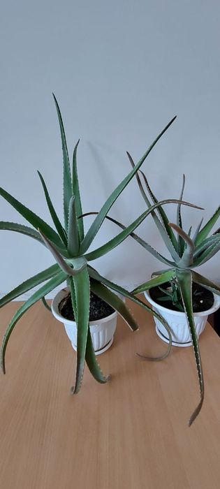 Продам алое 1-5лет