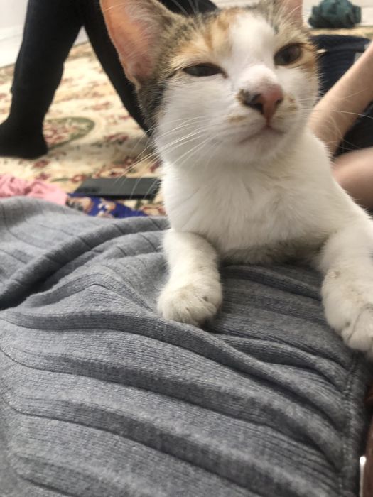 Мысықты беремін лоток бар.