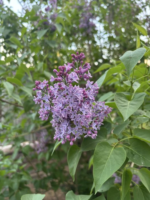 Сирень домашняя, оптом и в розницу