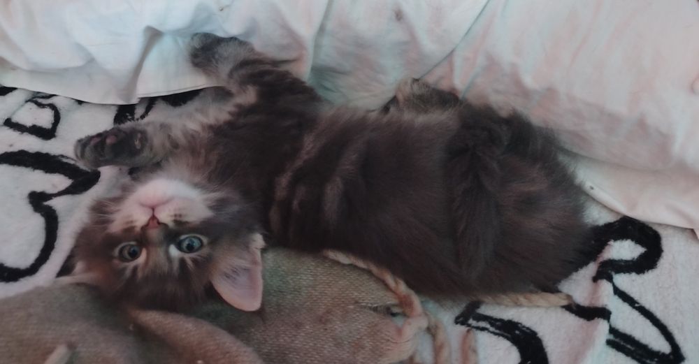 Băiețel Maine Coon
