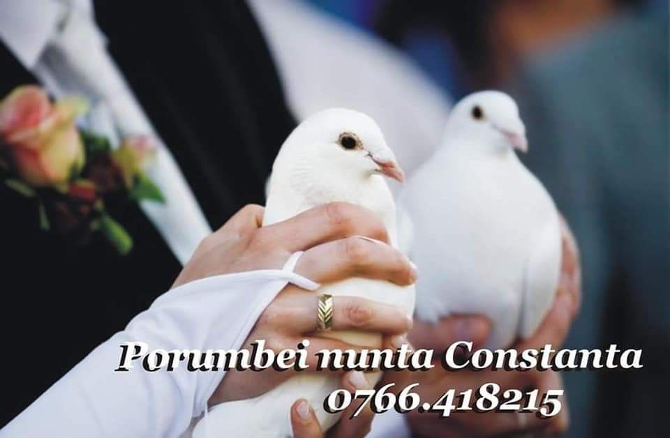 Porumbei  nuntă evenimente! Covor rosu coloane,arcadă pomisori!