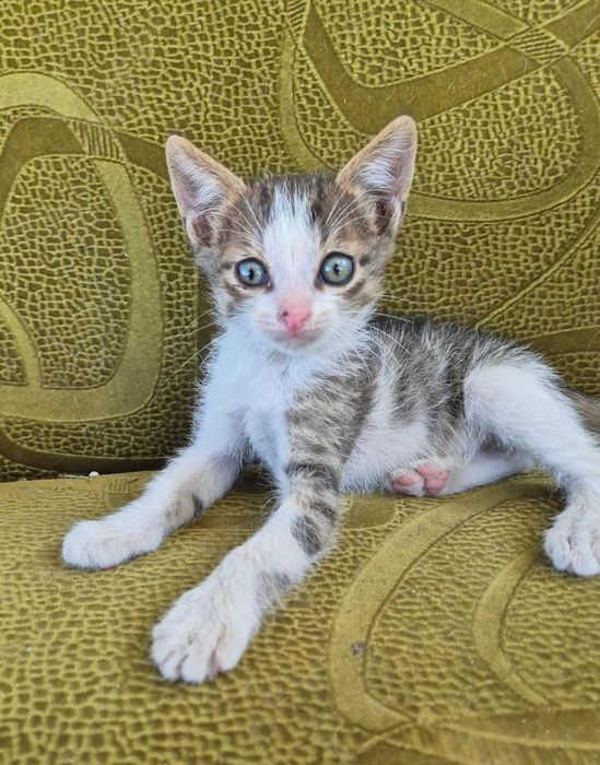 ‼️Котейки ищут дом‼️