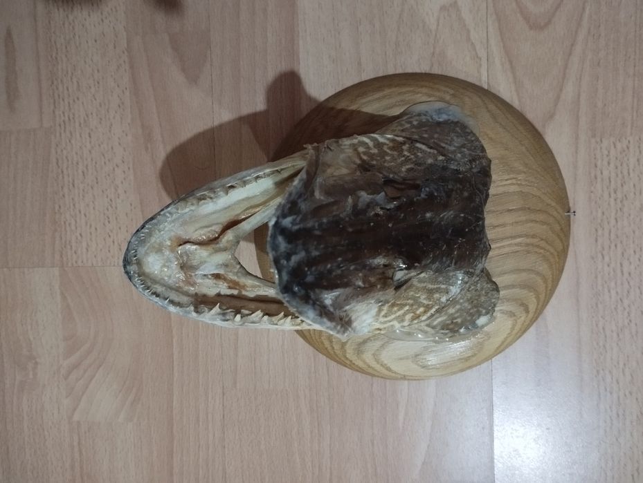 Продавам рибарски трофей