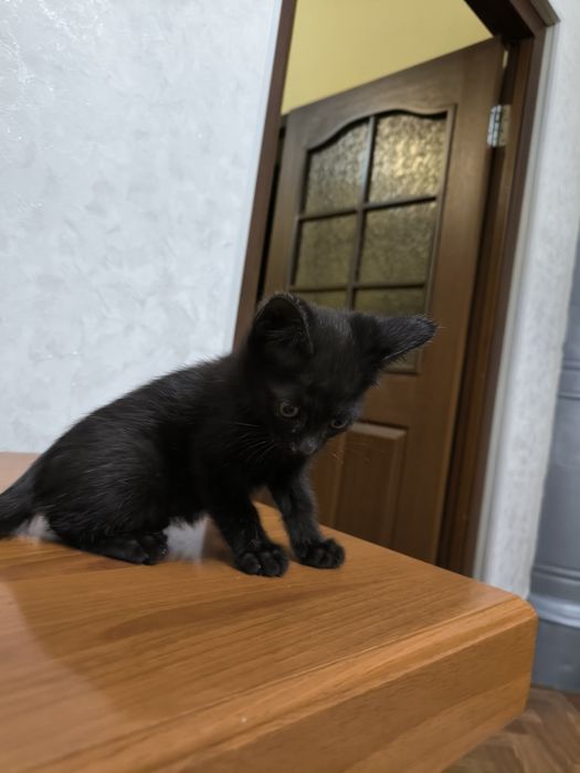 Отдам даром в добрые руки котят