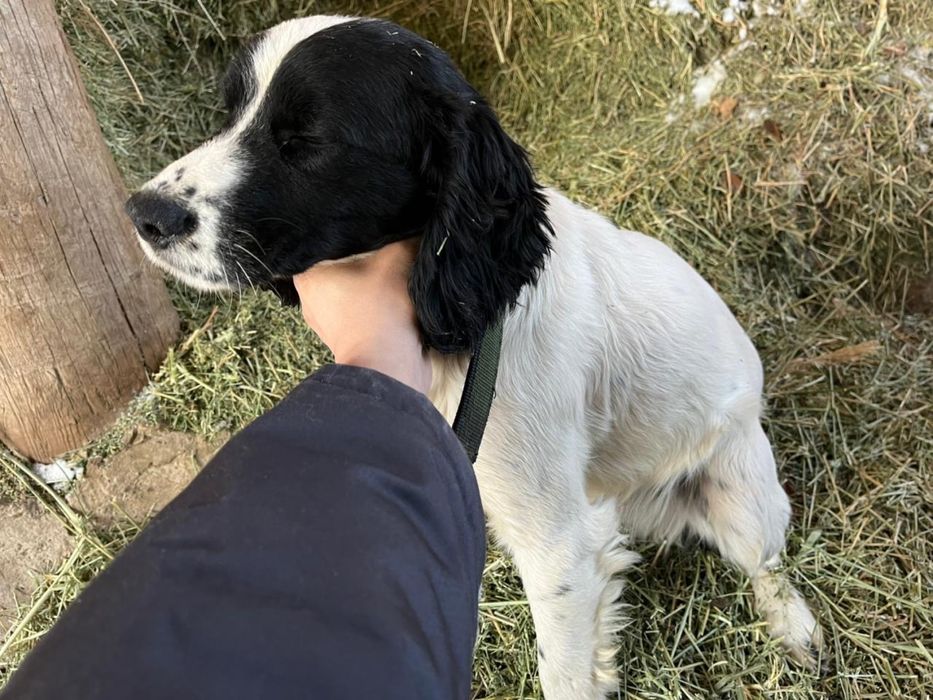 Спанел күшіктер 2еркек күшік